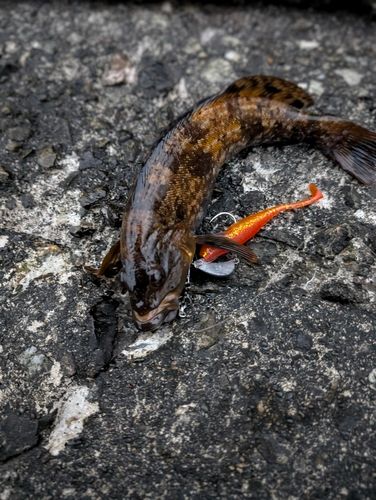 アブラコの釣果