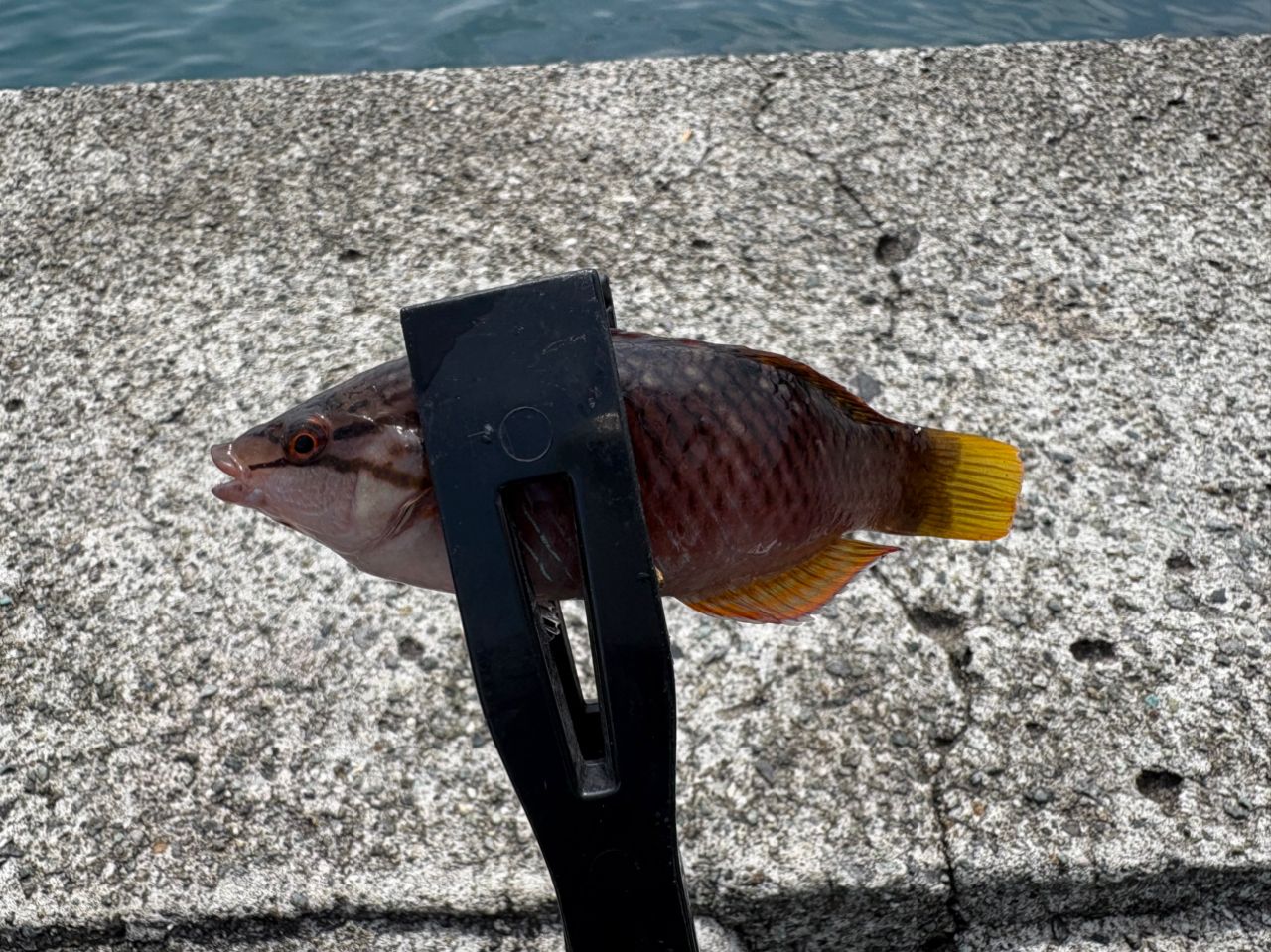 アカササノハベラ