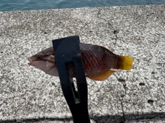 アカササノハベラの釣果