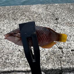 アカササノハベラ
