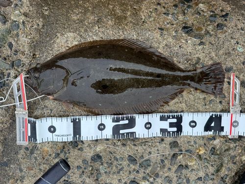 ヒラメの釣果