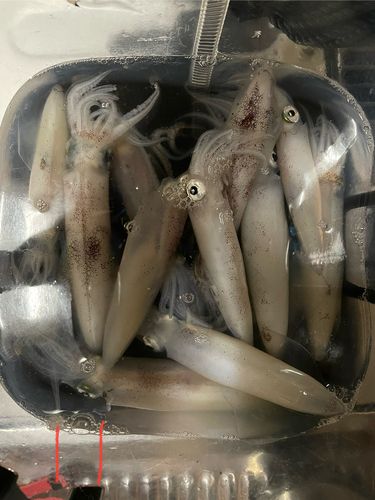 マメイカの釣果