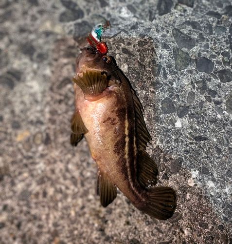 シマソイの釣果