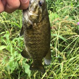 スモールマウスバス