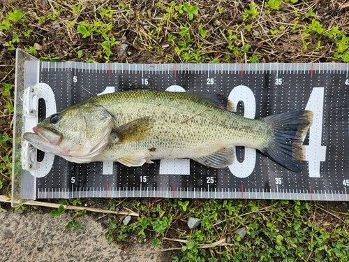 ブラックバスの釣果