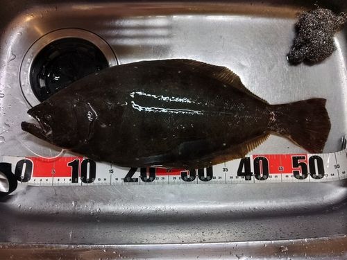 ヒラメの釣果