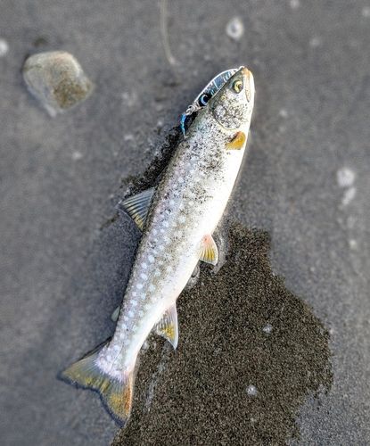 ウミアメの釣果