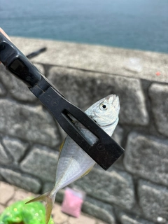 シマアジの釣果