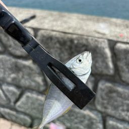 シマアジ