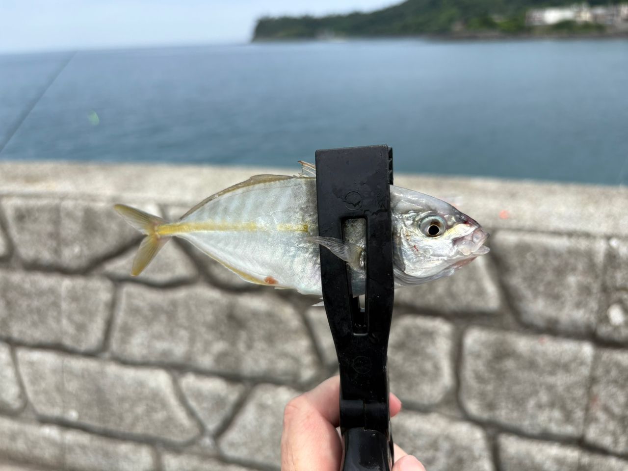 シマアジ
