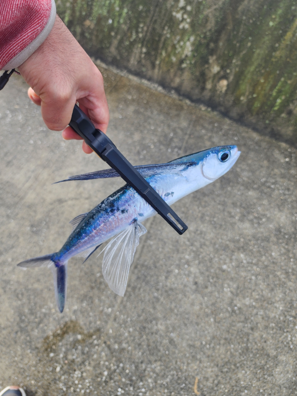 AD5-S622M/AJI 鯵道5G アジング | ロッド,5Gシリーズ,鯵道5G