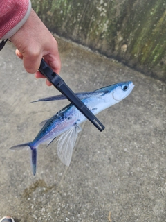 トビウオの釣果