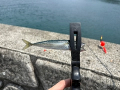 サバの釣果