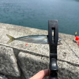 サバ