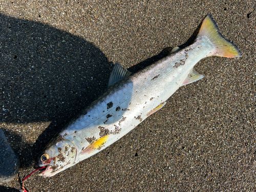アメマスの釣果