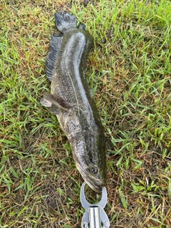 ライギョの釣果