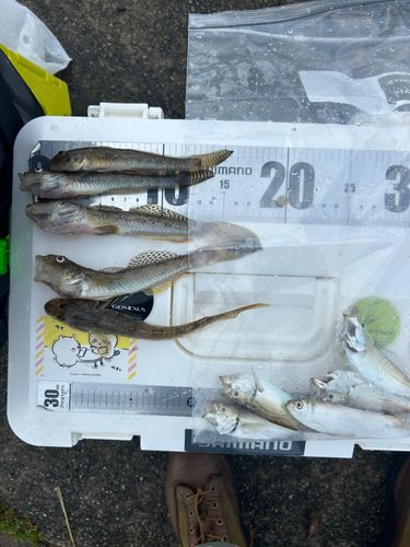 マハゼの釣果