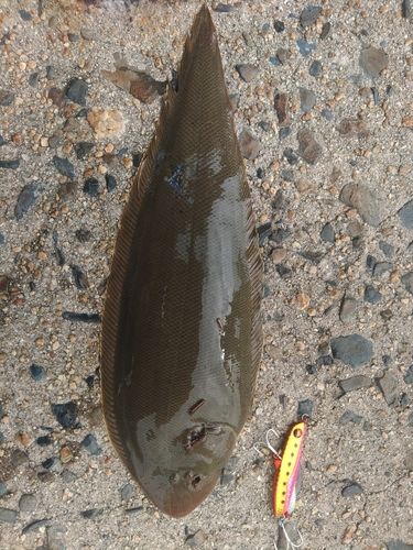 シタビラメの釣果