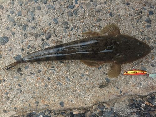 マゴチの釣果