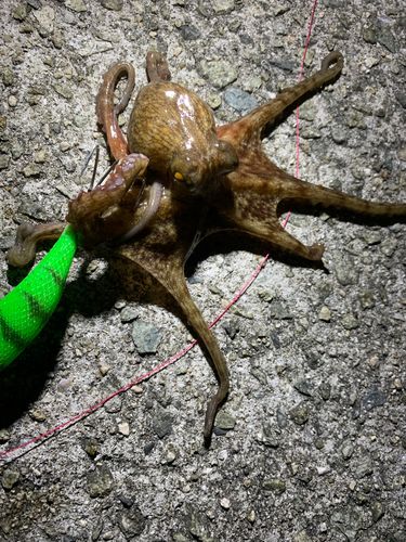タコの釣果