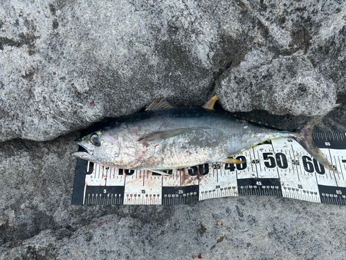 キメジの釣果