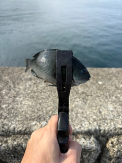 メジナの釣果