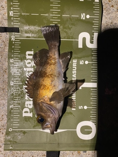 メバルの釣果