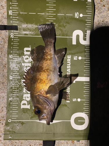 メバルの釣果