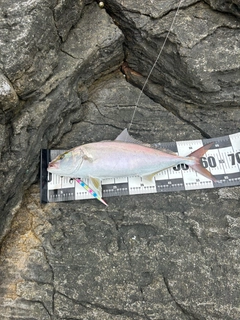 カンパチの釣果