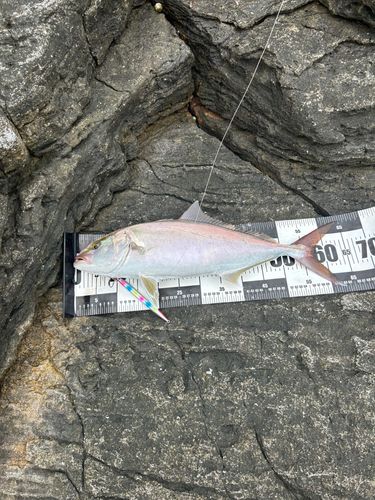 カンパチの釣果