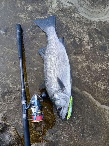 ヒラスズキの釣果