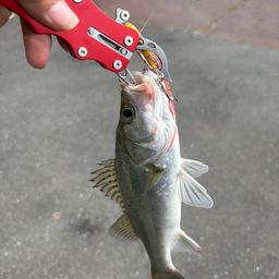 セイゴ（マルスズキ）