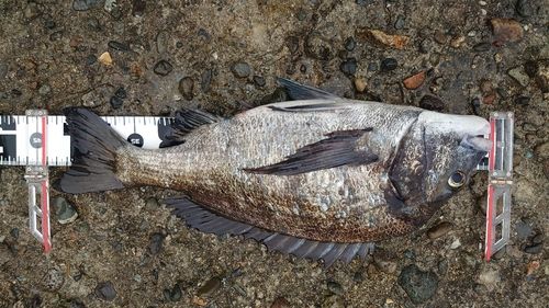 クロダイの釣果