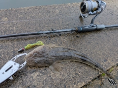 マゴチの釣果