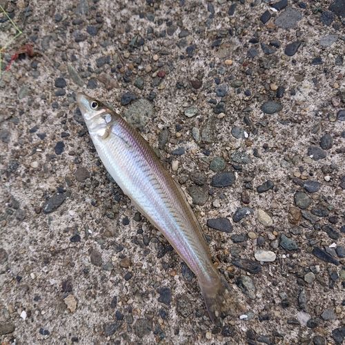 キスの釣果
