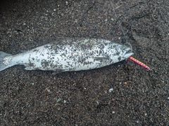 ウミサクラの釣果