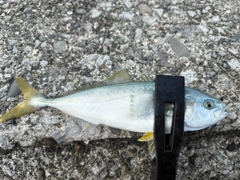 ヒラマサの釣果