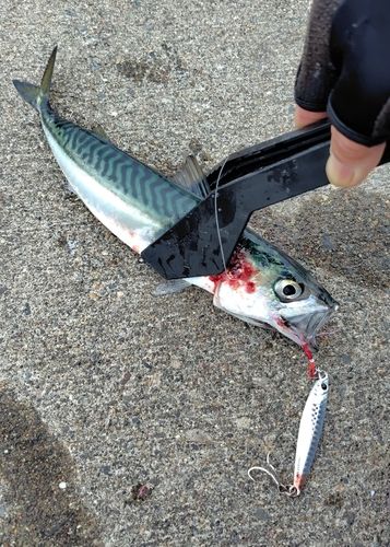 サバの釣果