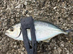 シマアジの釣果