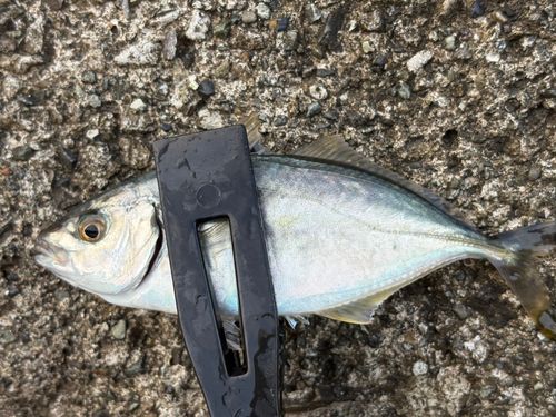 シマアジの釣果