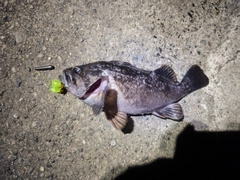 ソイの釣果