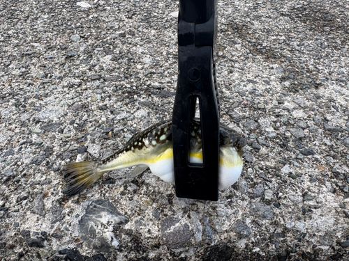 クサフグの釣果