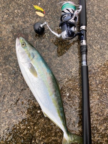 ハマチの釣果