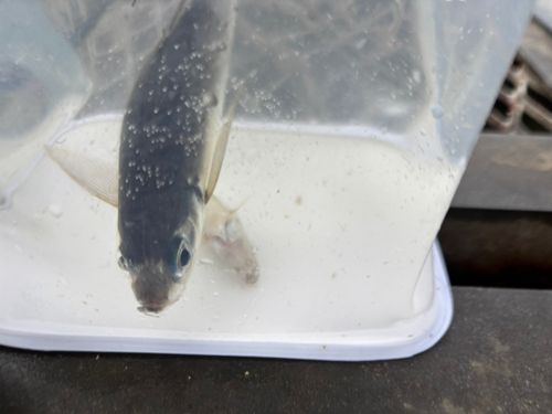 キスの釣果