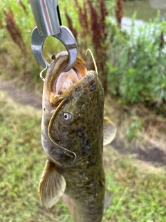 ナマズの釣果