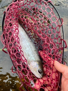 ニジマスの釣果