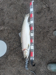 ウミアメの釣果