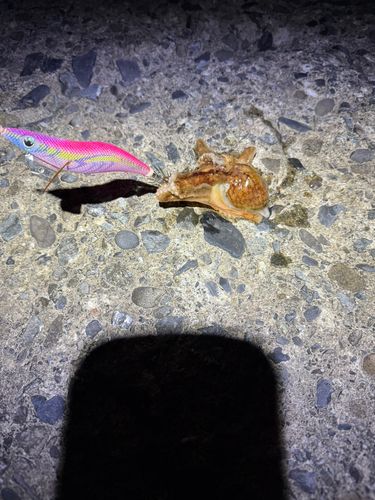 タコの釣果
