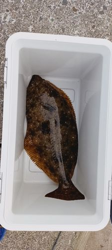 ヒラメの釣果