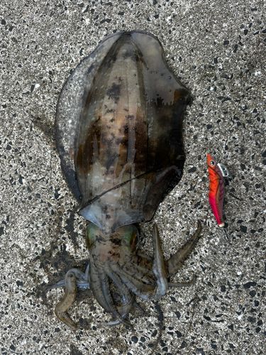 アオリイカの釣果